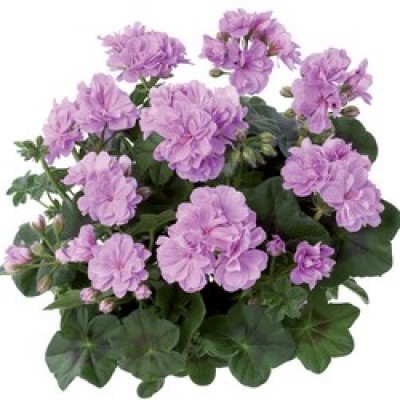Toscana® Medio Lavender (Teske)
